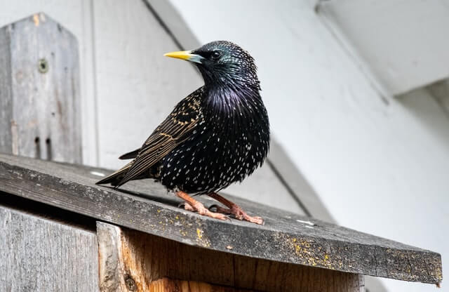 European Starling