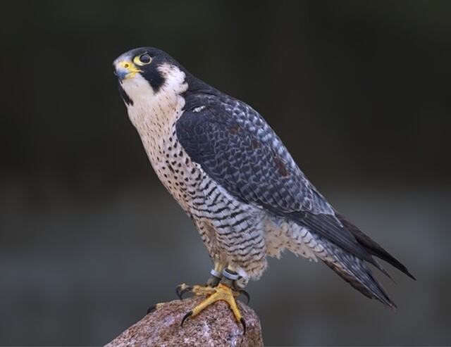 A Peregrine Falcon perched on a rock.
