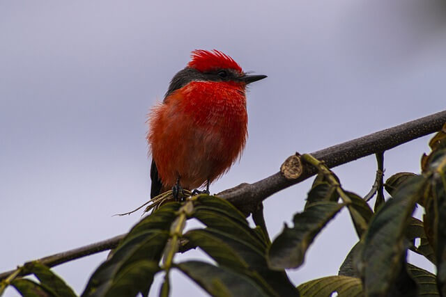 Vermilion Flycatcher