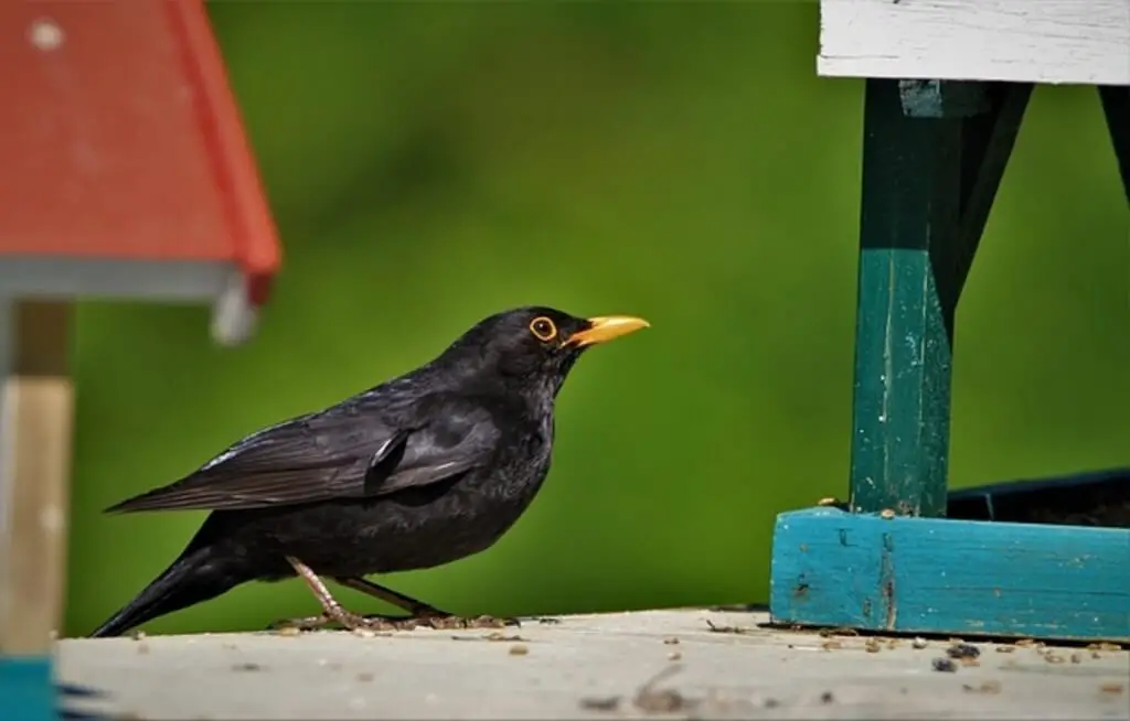 blackbird at feeder