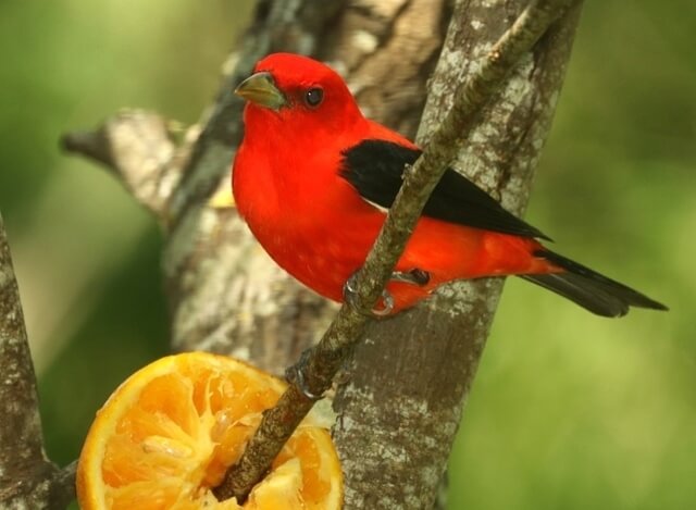 A Scarlet Tanager eating an orange.