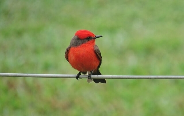 Vermilion Flycatcher