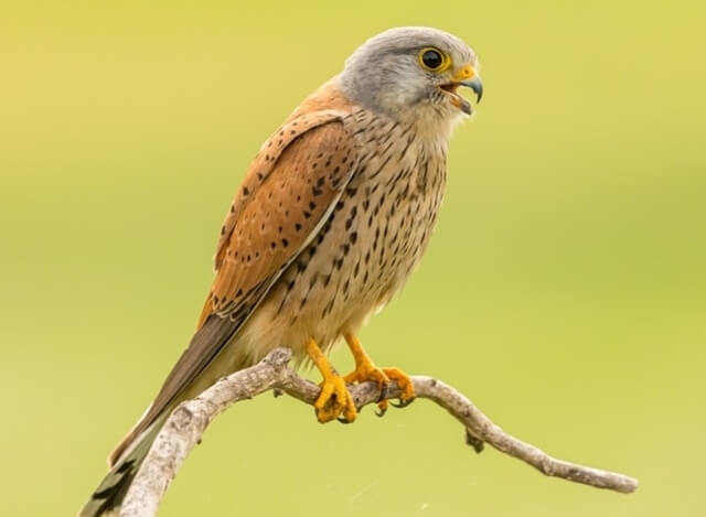 kestrel