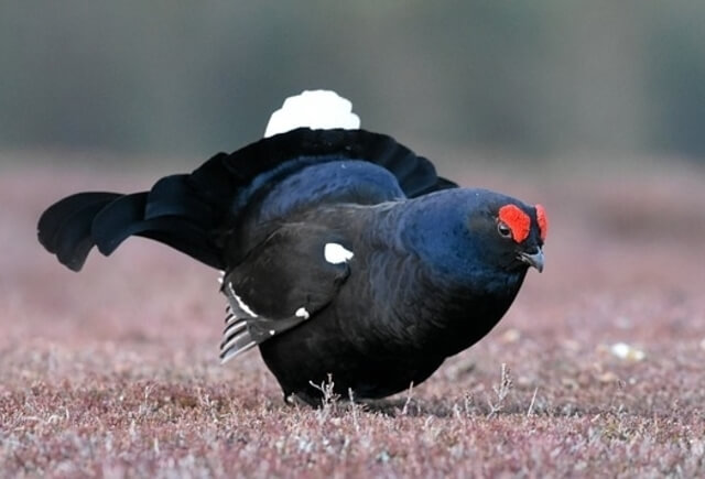 A Black Grouse in a field.