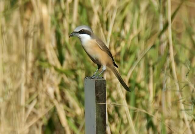 loggerhead shrike