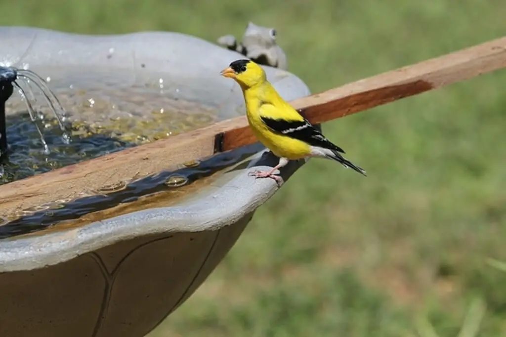 American Goldfinch near bird bath