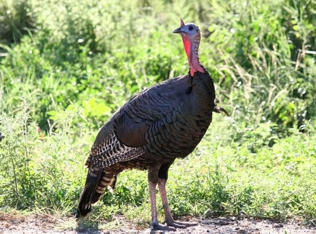 Wild Turkey