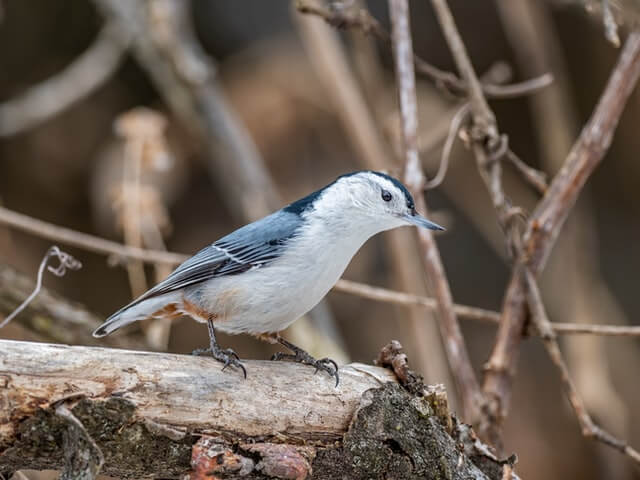 White-breasted Nuthatch


