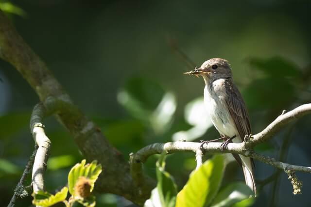 Willow Flycatcher