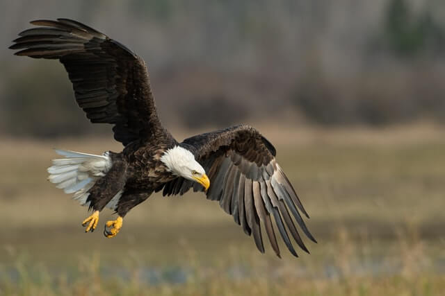 bald eagle