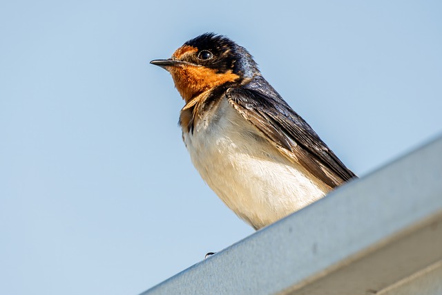 A Barn Swallow on a rooftop.