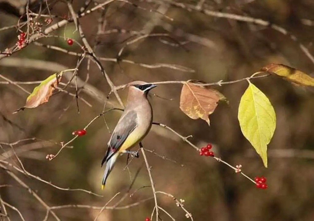 A Cedar Waxwing perched in a tree during fall.