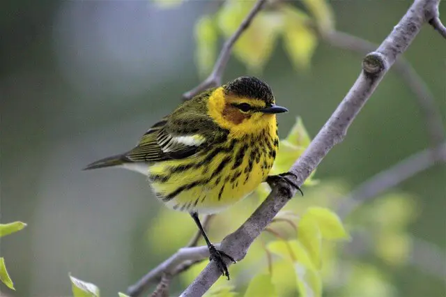 Cape-may warbler