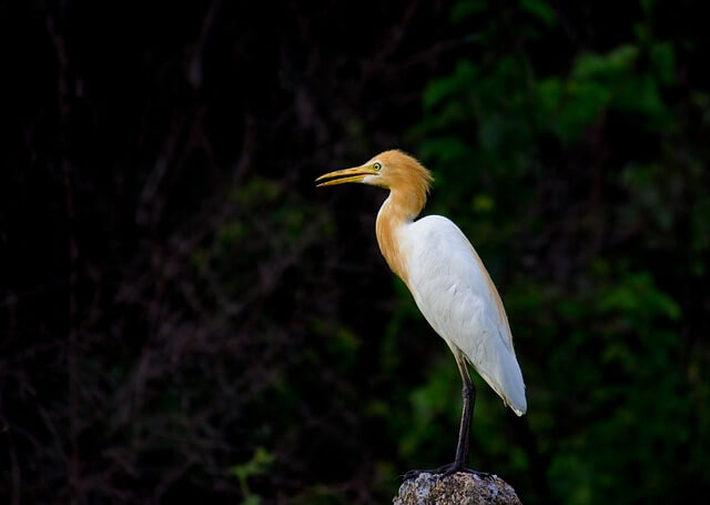 A Cattle Egret perched on a post.