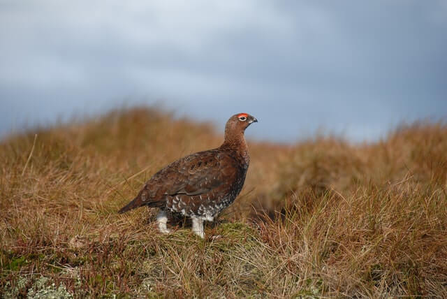 A sooty grouse in a field.