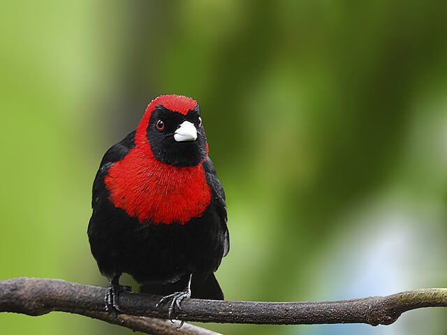 Crimson-collared Tanager