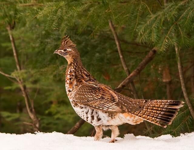 A Ruffed Grouse walkingaround.