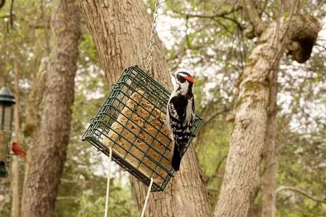 downy woodpecker feeding on suet