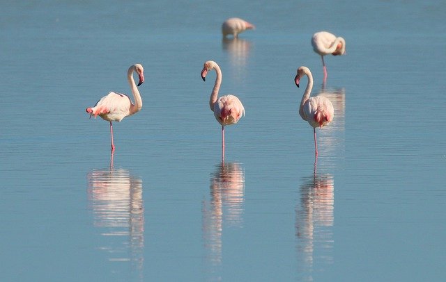 flamingo resting