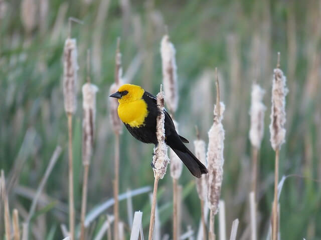 A Yellow-headed Blackbird perched on a branch.