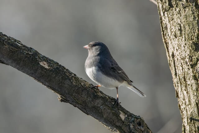 Dark-eyed Junco