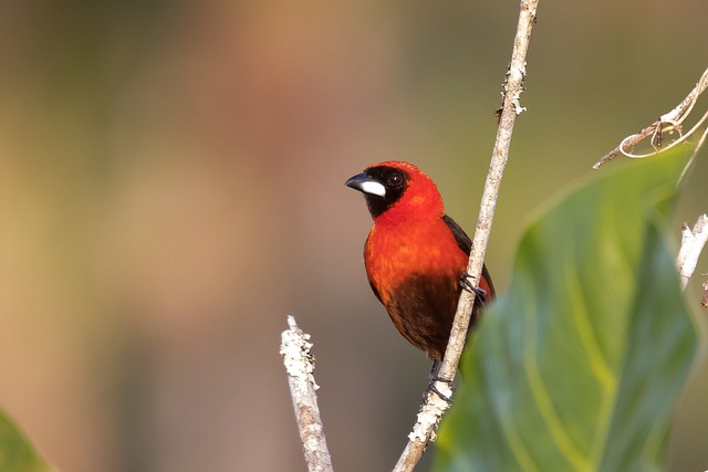 Masked Crimson Tanager