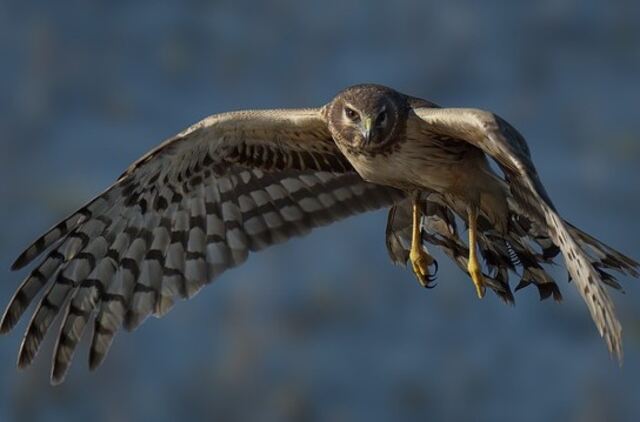 A Northern Harrier soaring through the sky.