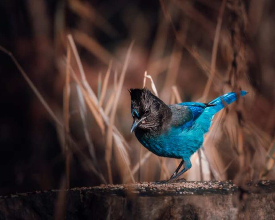 Stellers Jay perched on ledge.