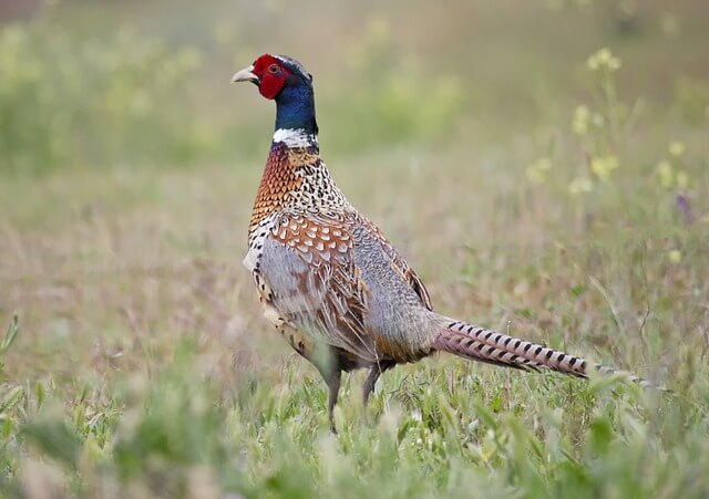 A Ring-necked Pheasant in a field.