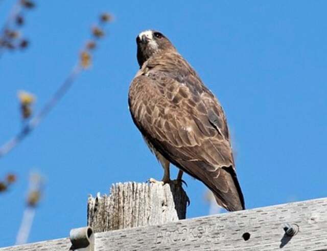 A Swainson's Hawk perched on a telephone pole.