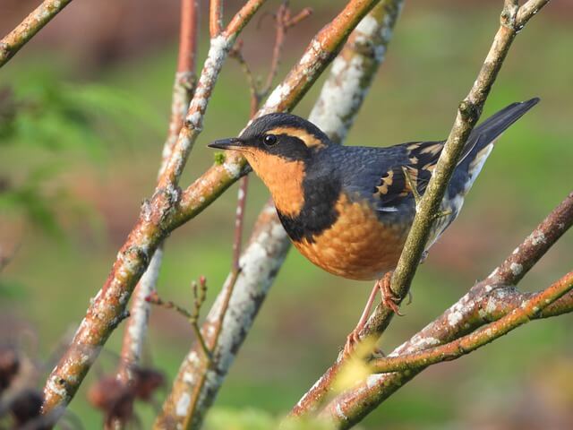 A Varied Thrush perched on branch.