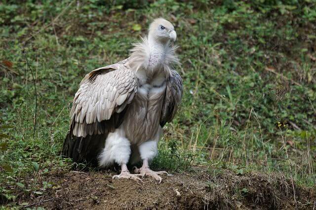 vulture