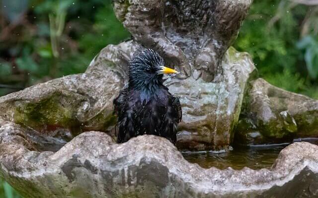 european starling washing