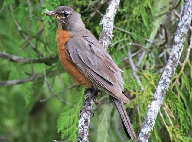 American Robin