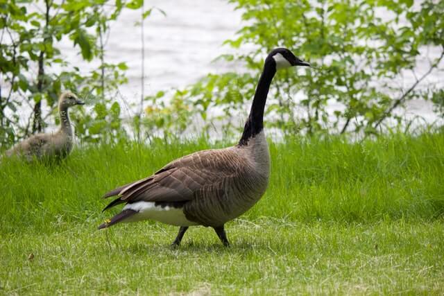 Canada Goose