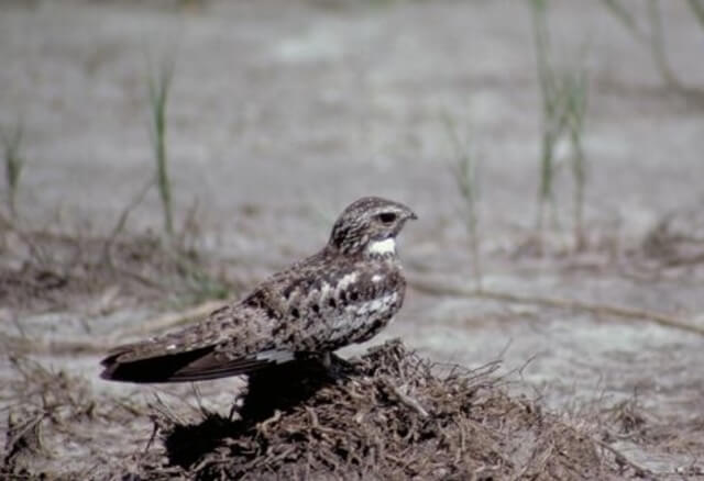 Common Nighthawk