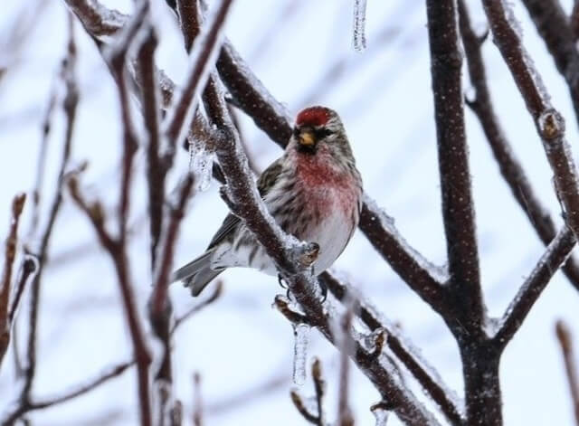 Common Redpoll