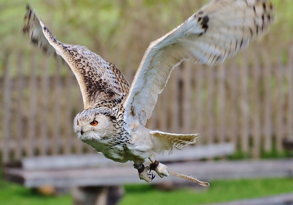 Eagle Owl