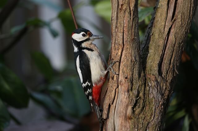 Great-spotted Woodpecker