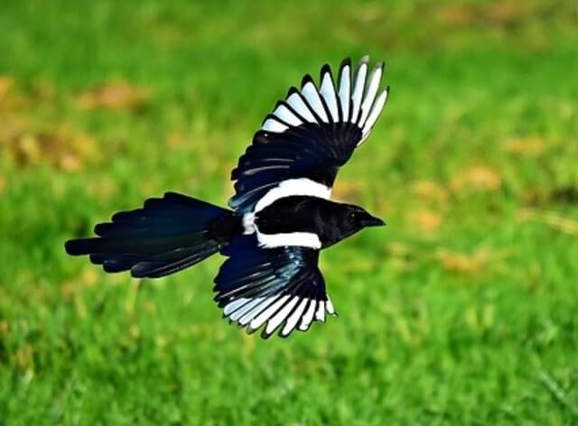 black-billed Magpie