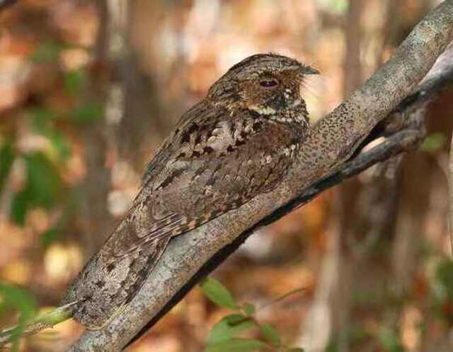 A nightjar perched on a tree.