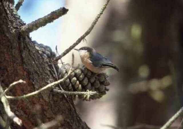 Pygmy Nuthatch