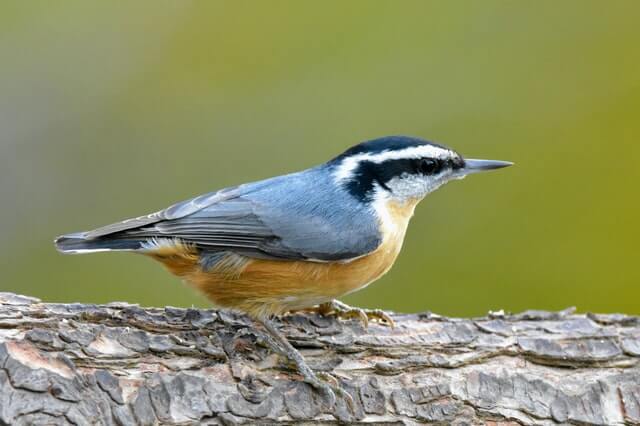 Red-breasted Nuthatch