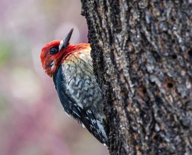 A Red-breastd Sapsucker perched onto the side of a tree.