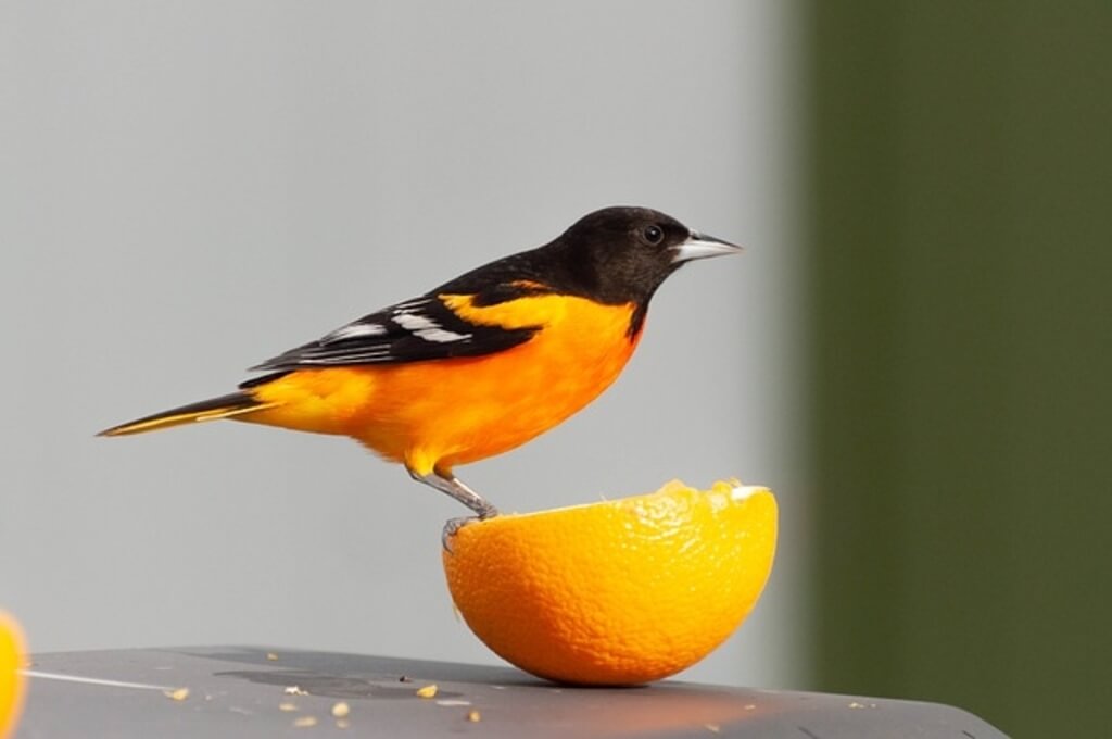 Baltimore Oriole eating an orange