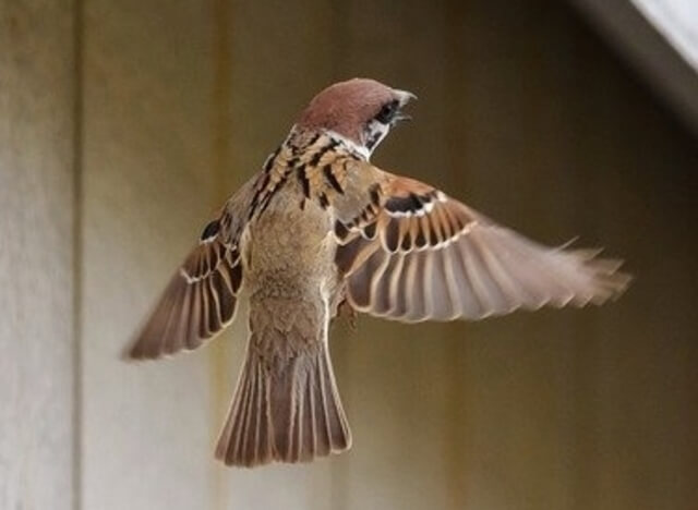 house sparrow flying