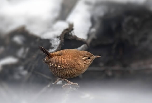 winter wren