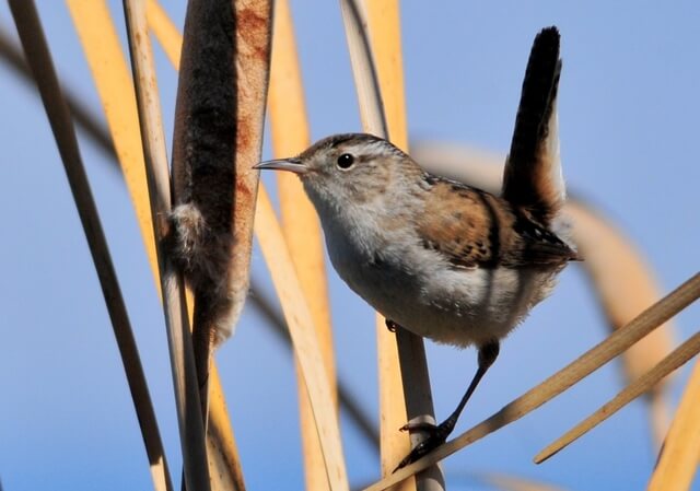 12 Small Brown Birds With Long Beaks Photos Id And Info Learn Bird   Webp.net Resizeimage 13 1 