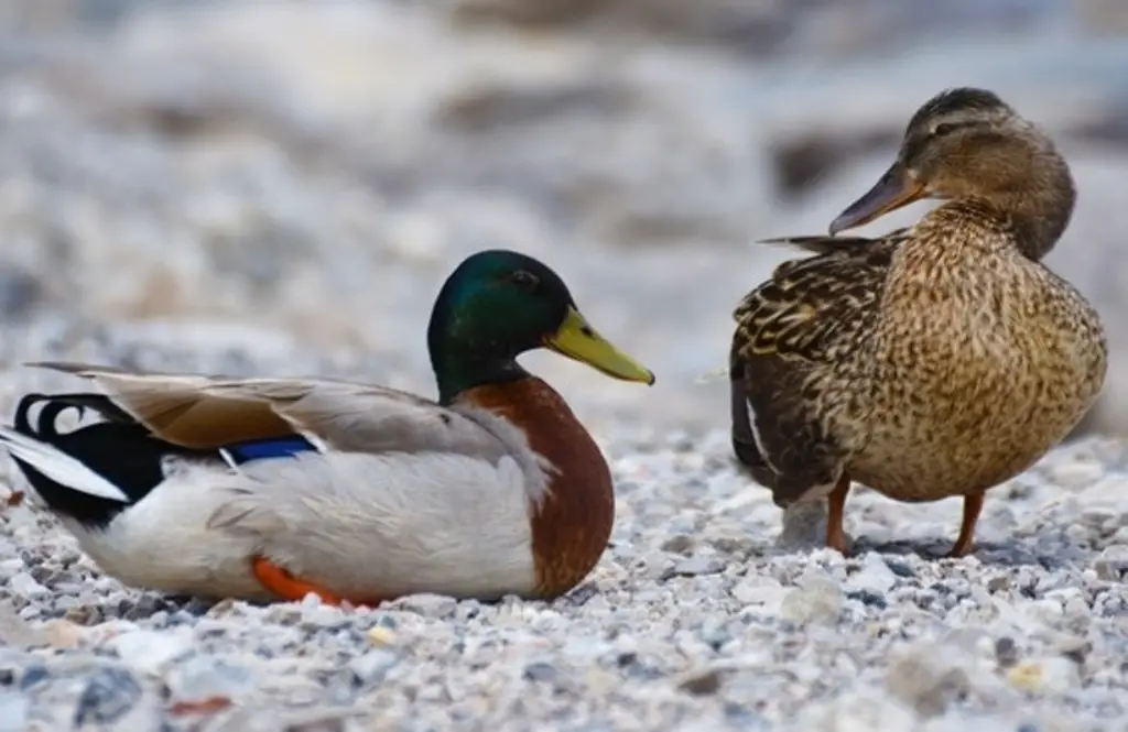 A male and female mallard duck.