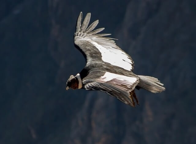 Andean Condor flying
